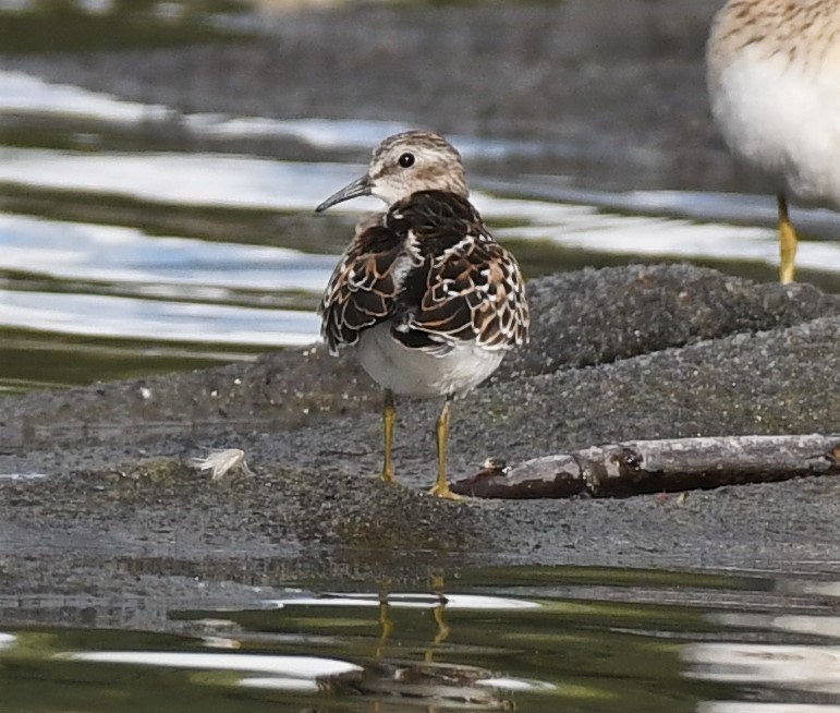 Least Sandpiper - ML366681601