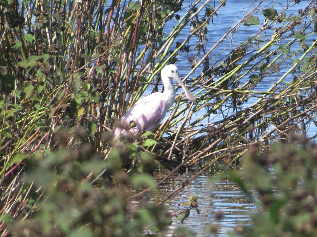 Roseate Spoonbill - ML366681671