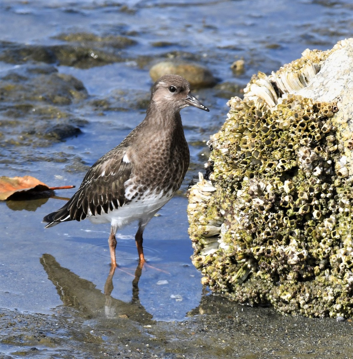 Black Turnstone - ML366682461