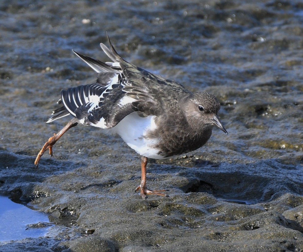 Black Turnstone - ML366682801