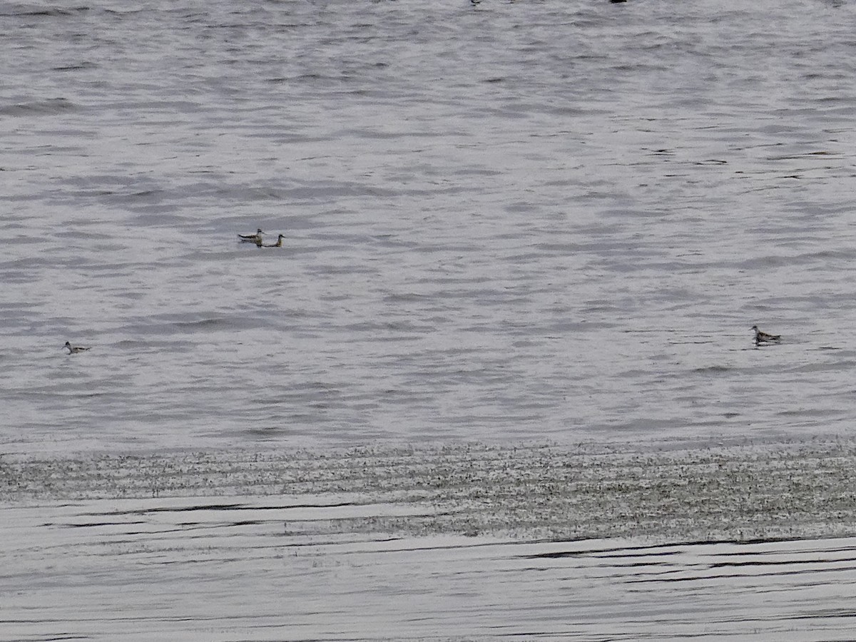 Red-necked Phalarope - Greg Ross