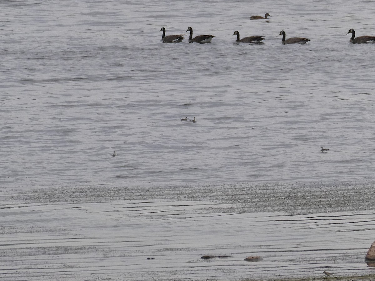 Red-necked Phalarope - ML366683461