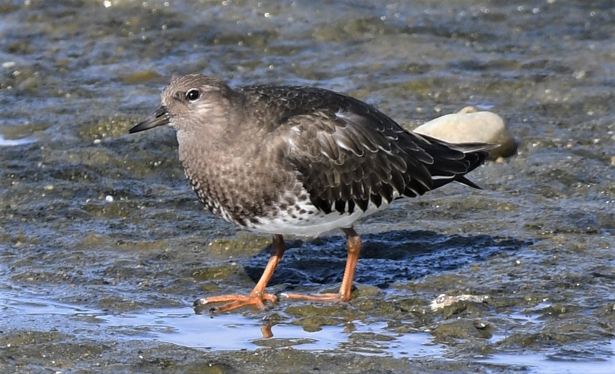 Black Turnstone - ML366683581