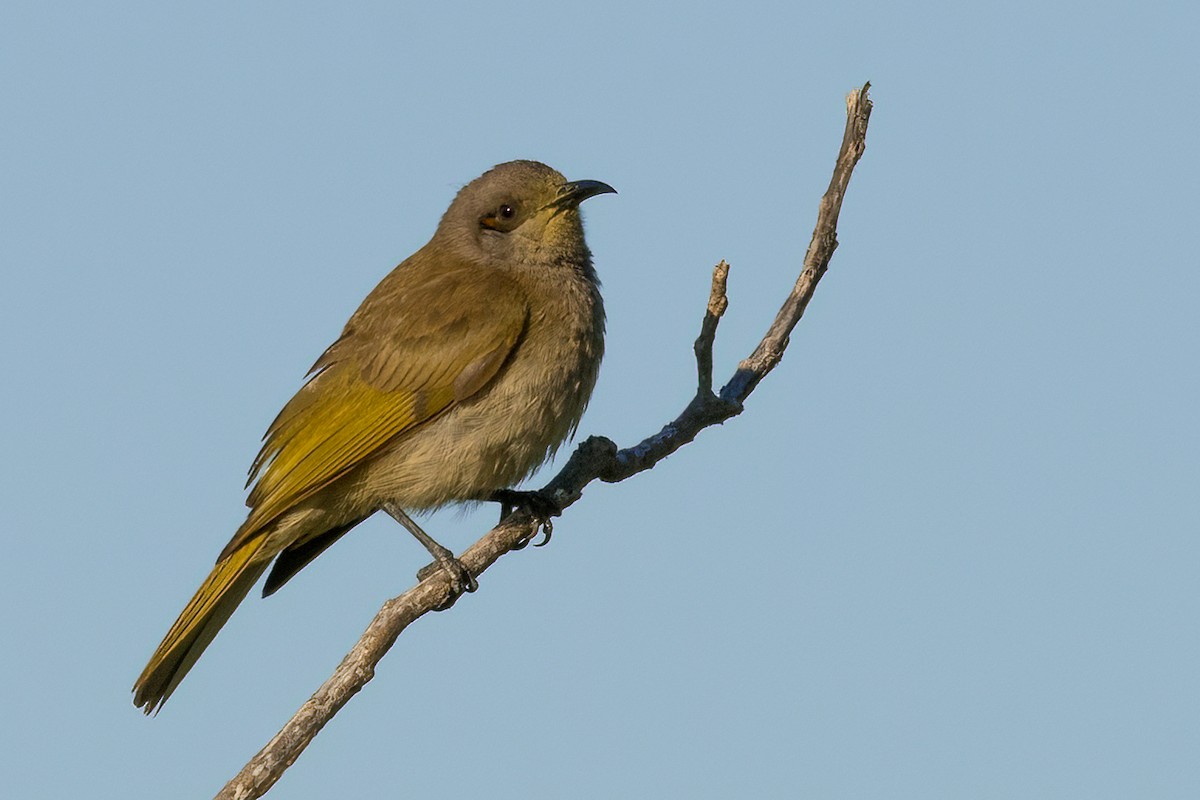 Brown Honeyeater - ML366683821