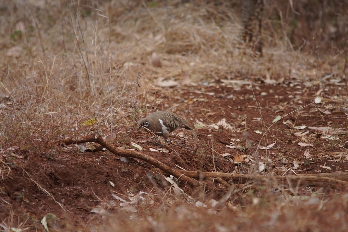 Squatter Pigeon - ML366684911