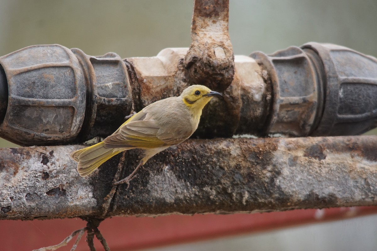 Yellow-tinted Honeyeater - ML366685291