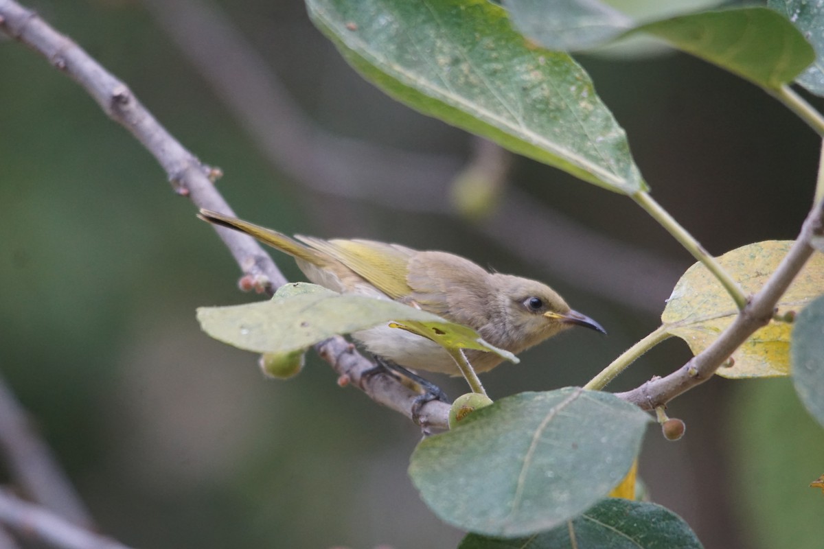 Brown Honeyeater - ML366685381