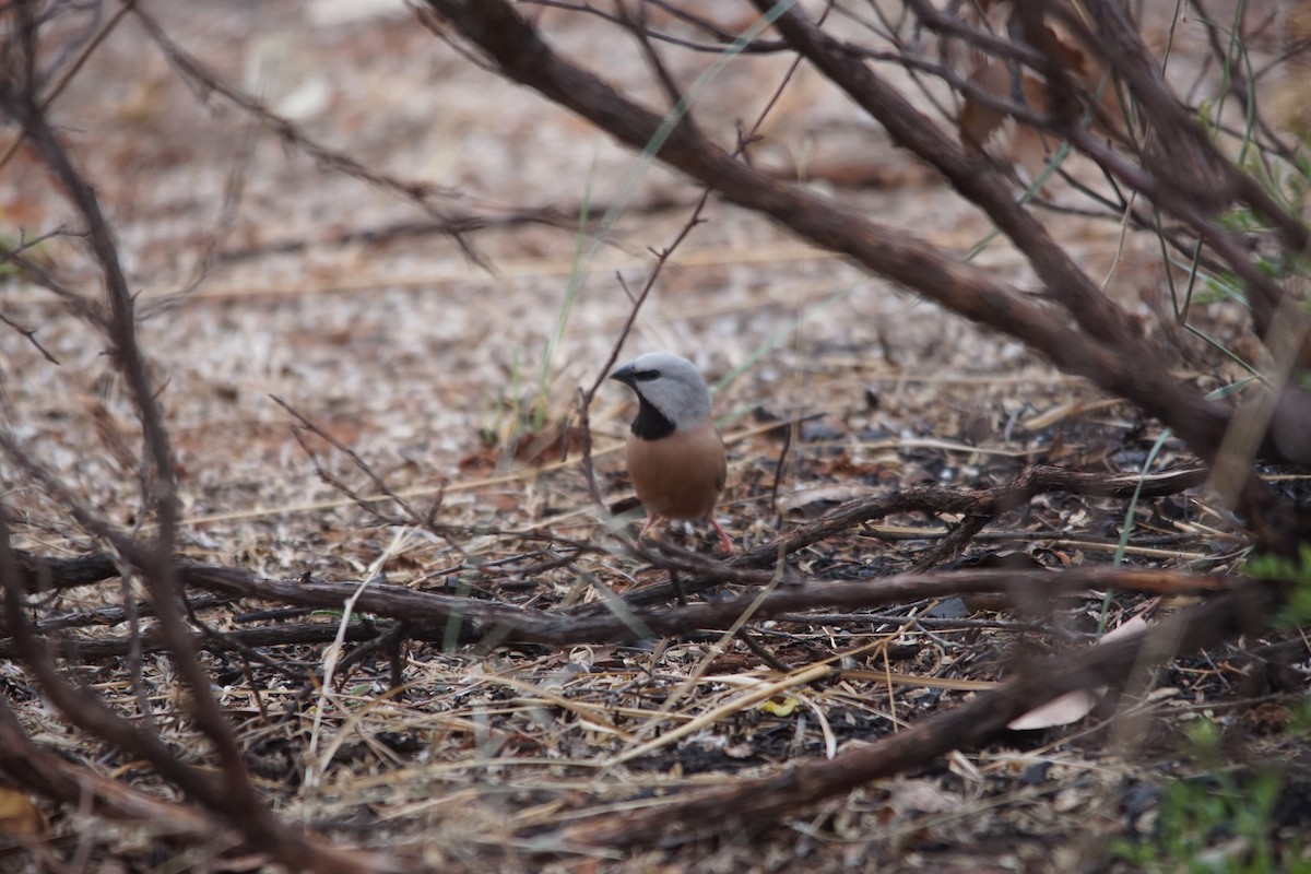 Black-throated Finch - ML366685601