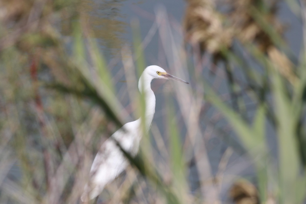 Snowy Egret - ML366685831