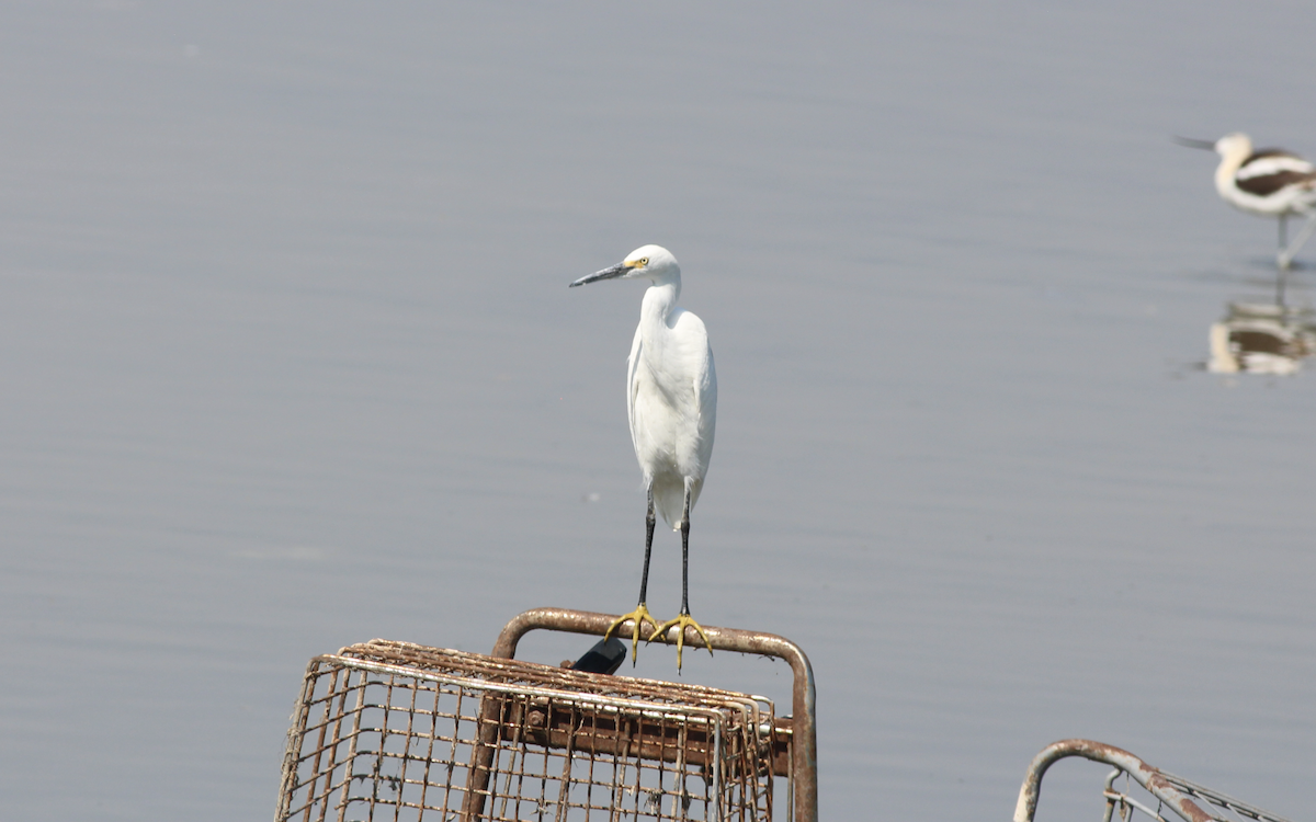 Snowy Egret - Ben Johnson