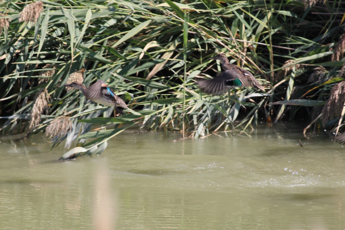 Green-winged Teal - ML366686421