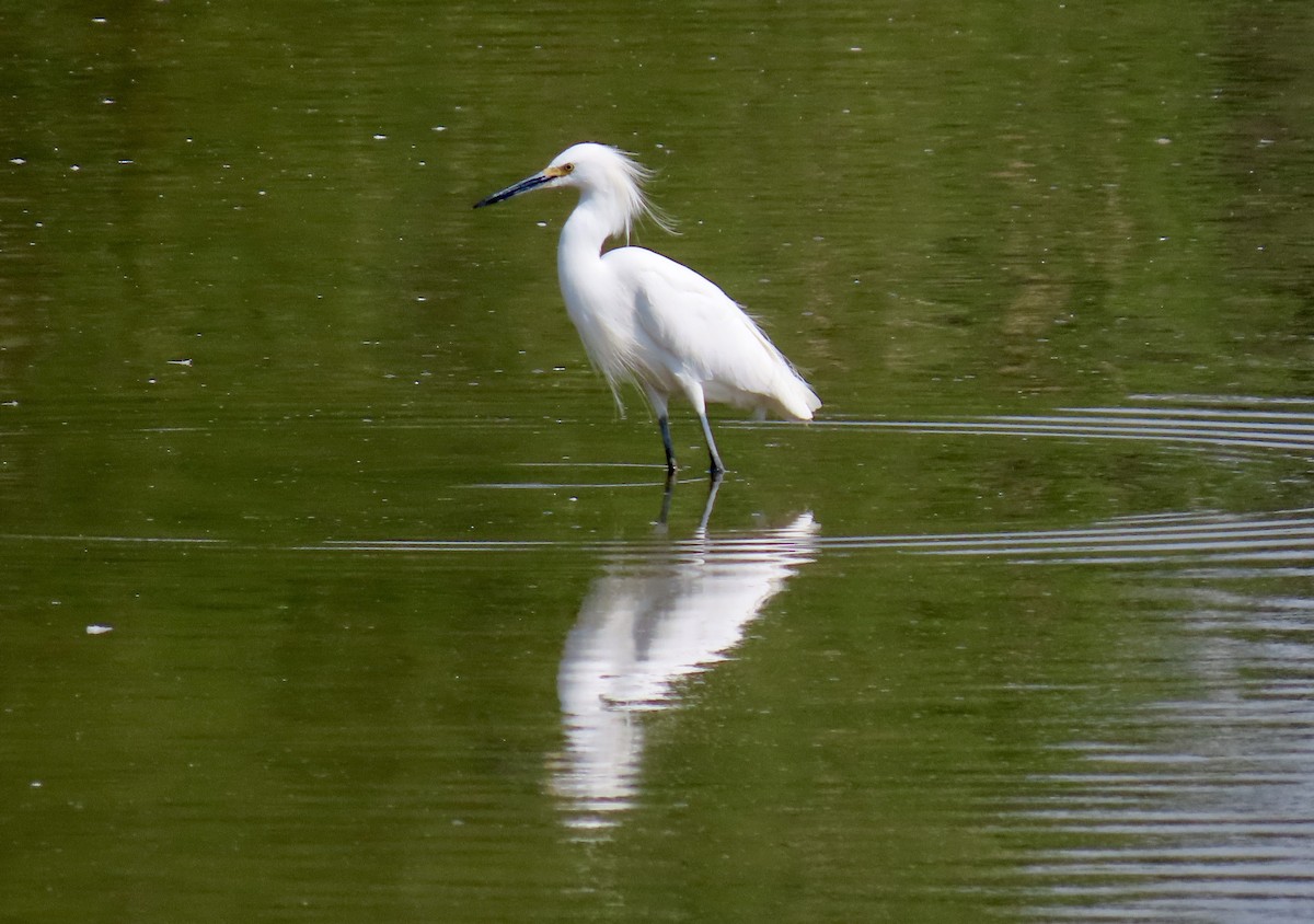 Snowy Egret - ML366686951