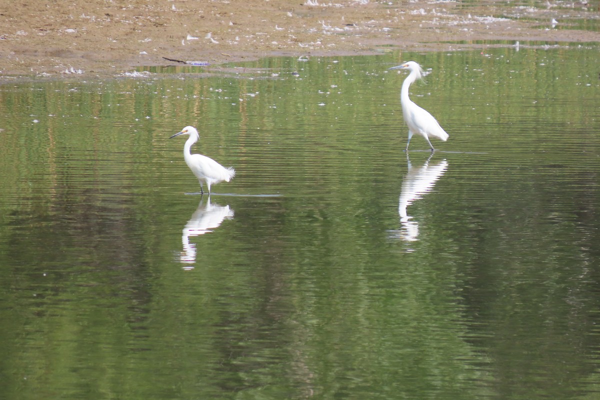 Snowy Egret - ML366686981