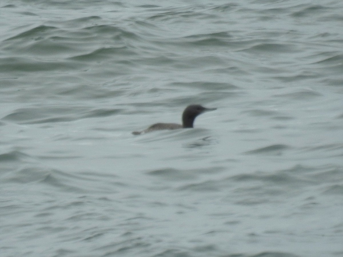 Red-throated Loon - ML366689091