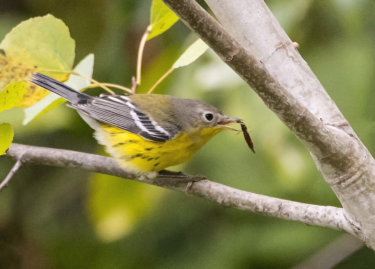 Magnolia Warbler - ML366689291