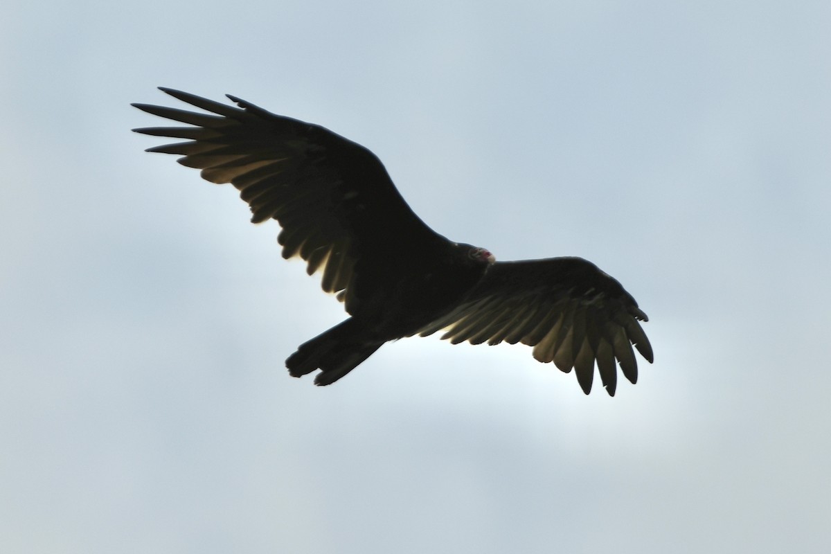 Turkey Vulture - ML366689561