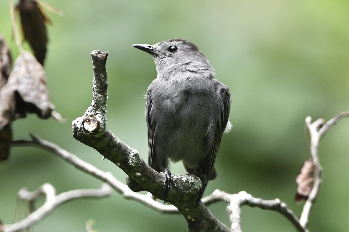 Gray Catbird - ML366690051