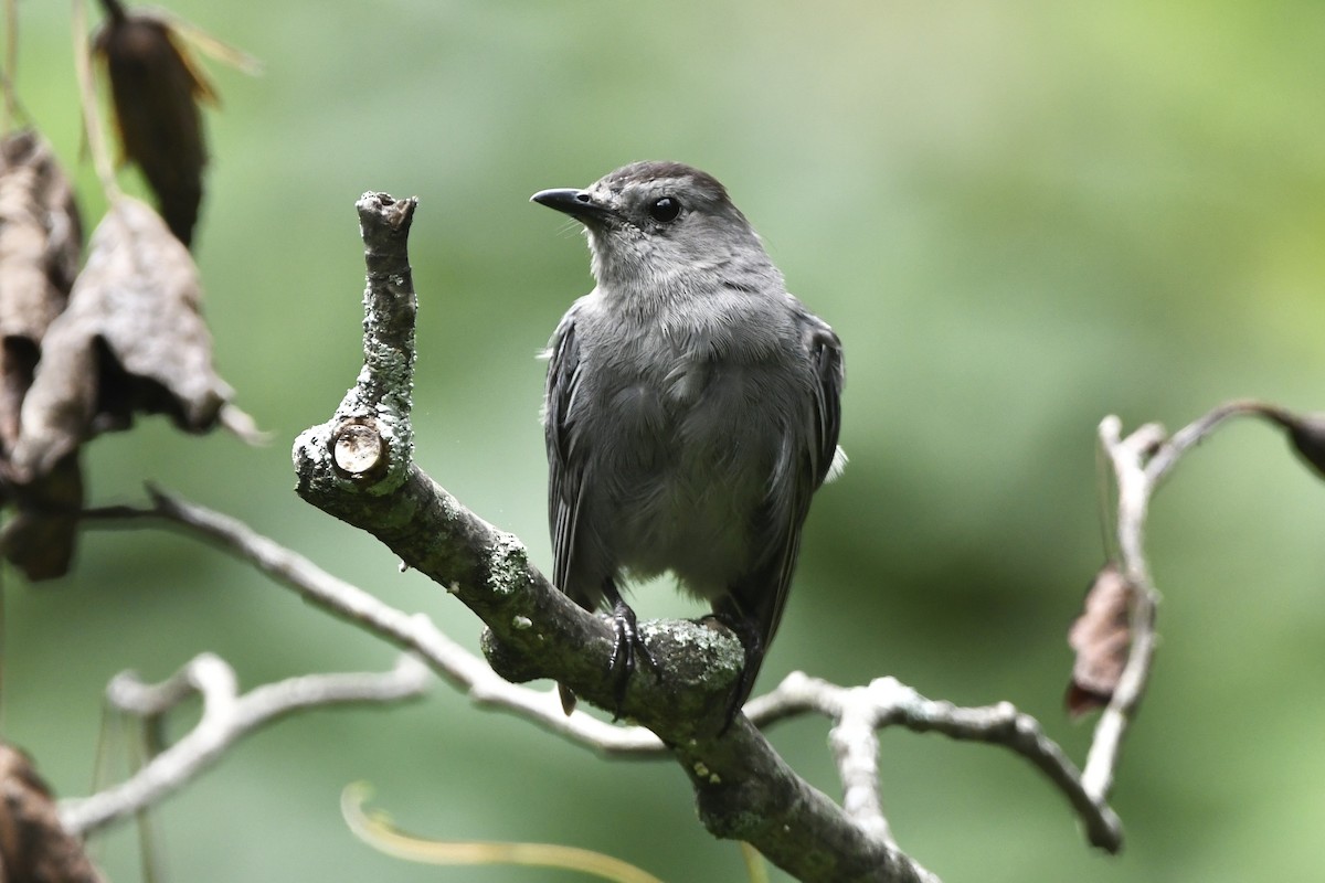 Gray Catbird - ML366690061