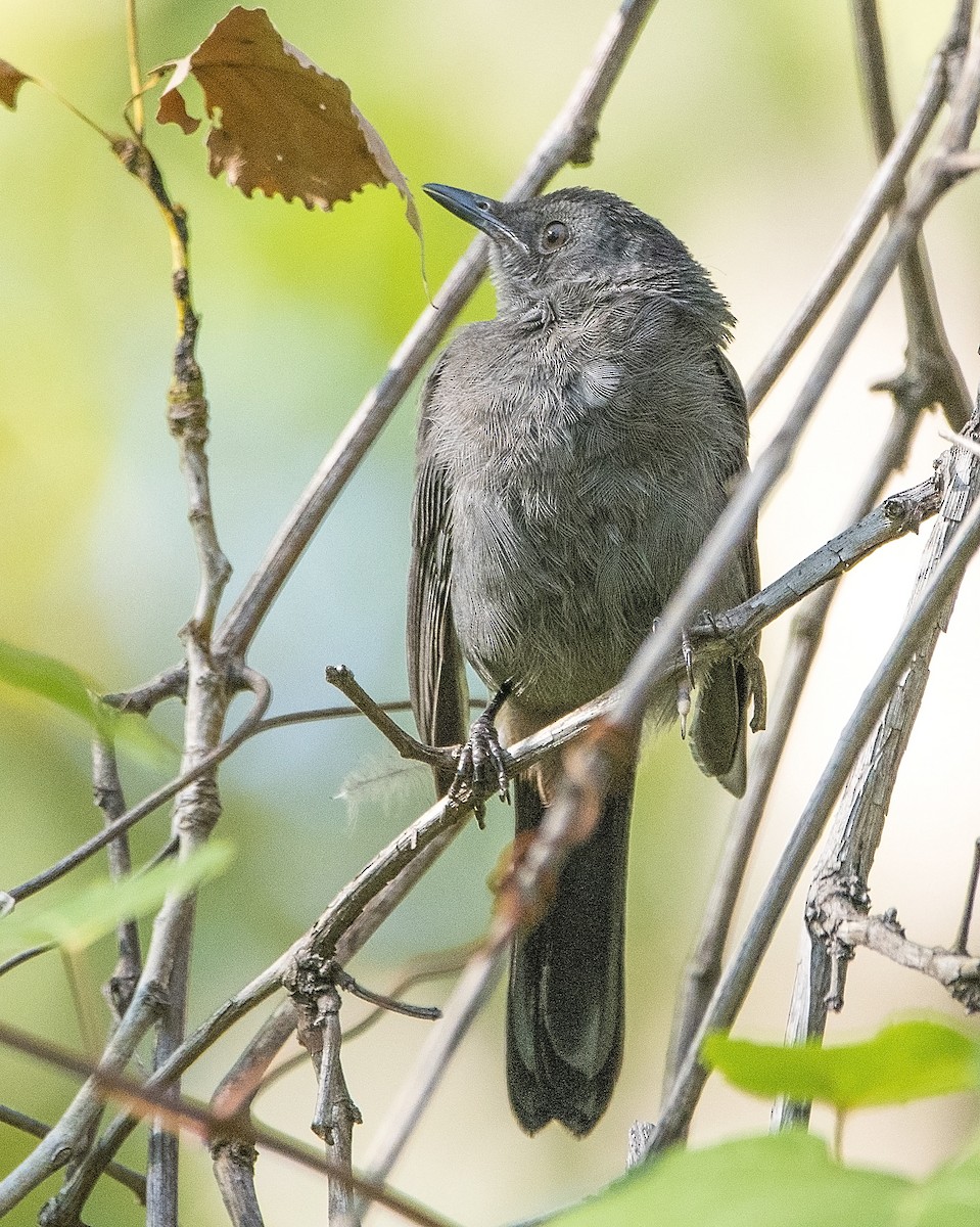 Gray Catbird - ML366690441