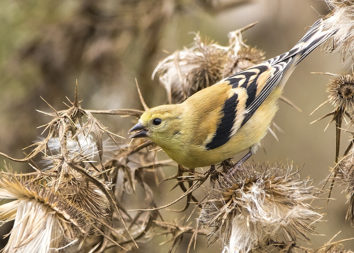 American Goldfinch - ML366690591
