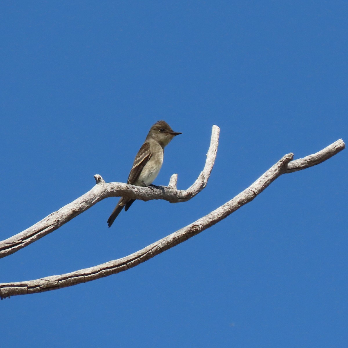 Western Wood-Pewee - ML366690981