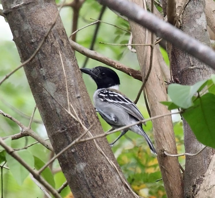 Black-crested Antshrike - ML36669141