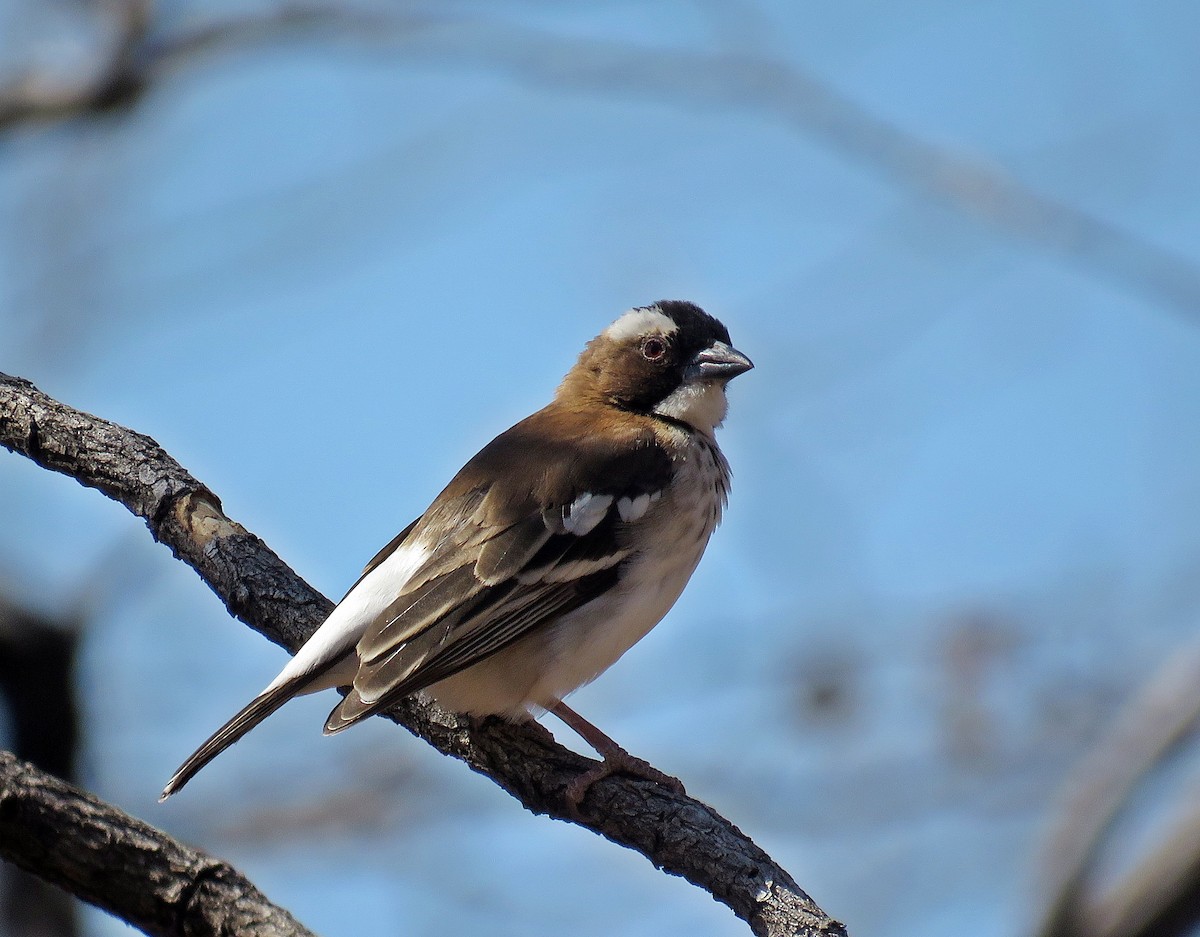 White-browed Sparrow-Weaver (Spot-chested) - ML366692721