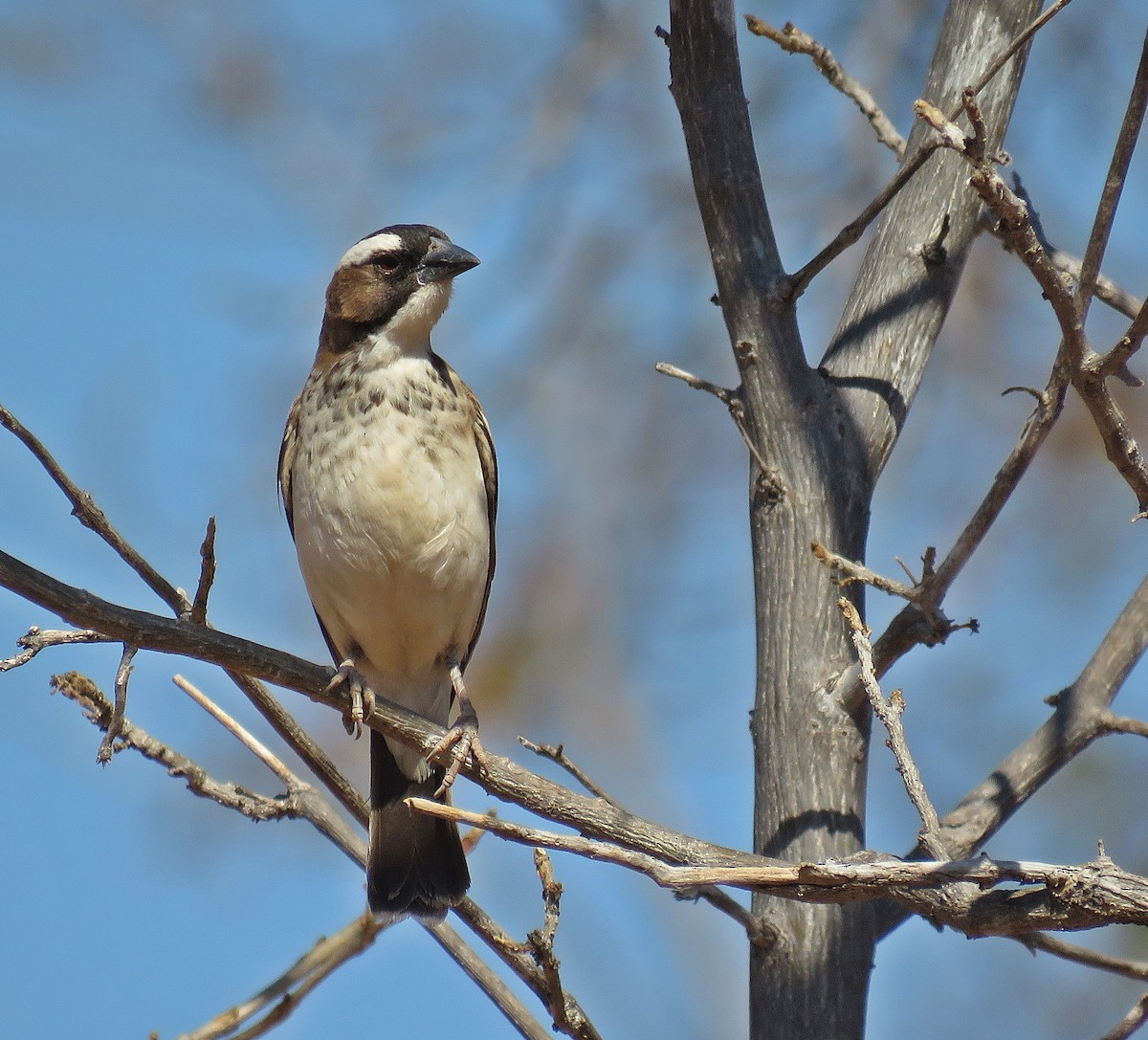 White-browed Sparrow-Weaver (Spot-chested) - Ken Burton