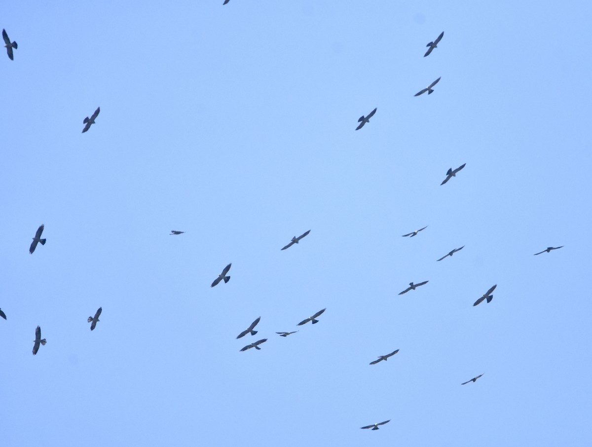 Mississippi Kite - ML366693731