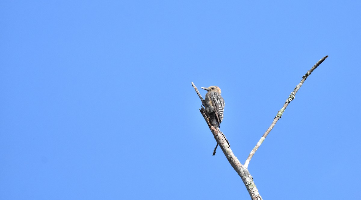 Golden-fronted Woodpecker - ML366693781
