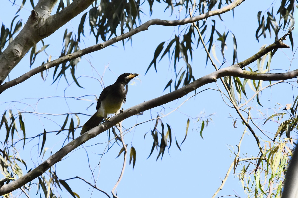 Brown Jay - ML366693811