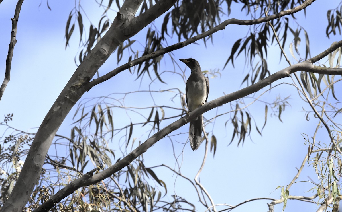 Brown Jay - ML366693861
