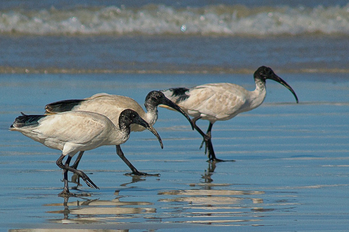 ibis australský - ML366694071