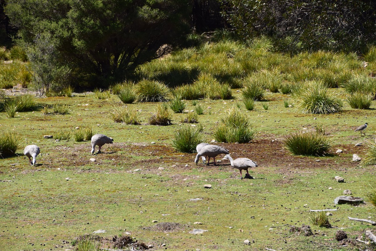 Cape Barren Goose - ML366694211