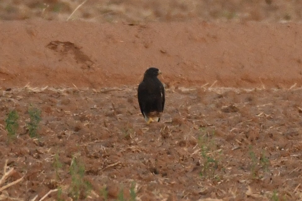 Swainson's Hawk - Max Leibowitz