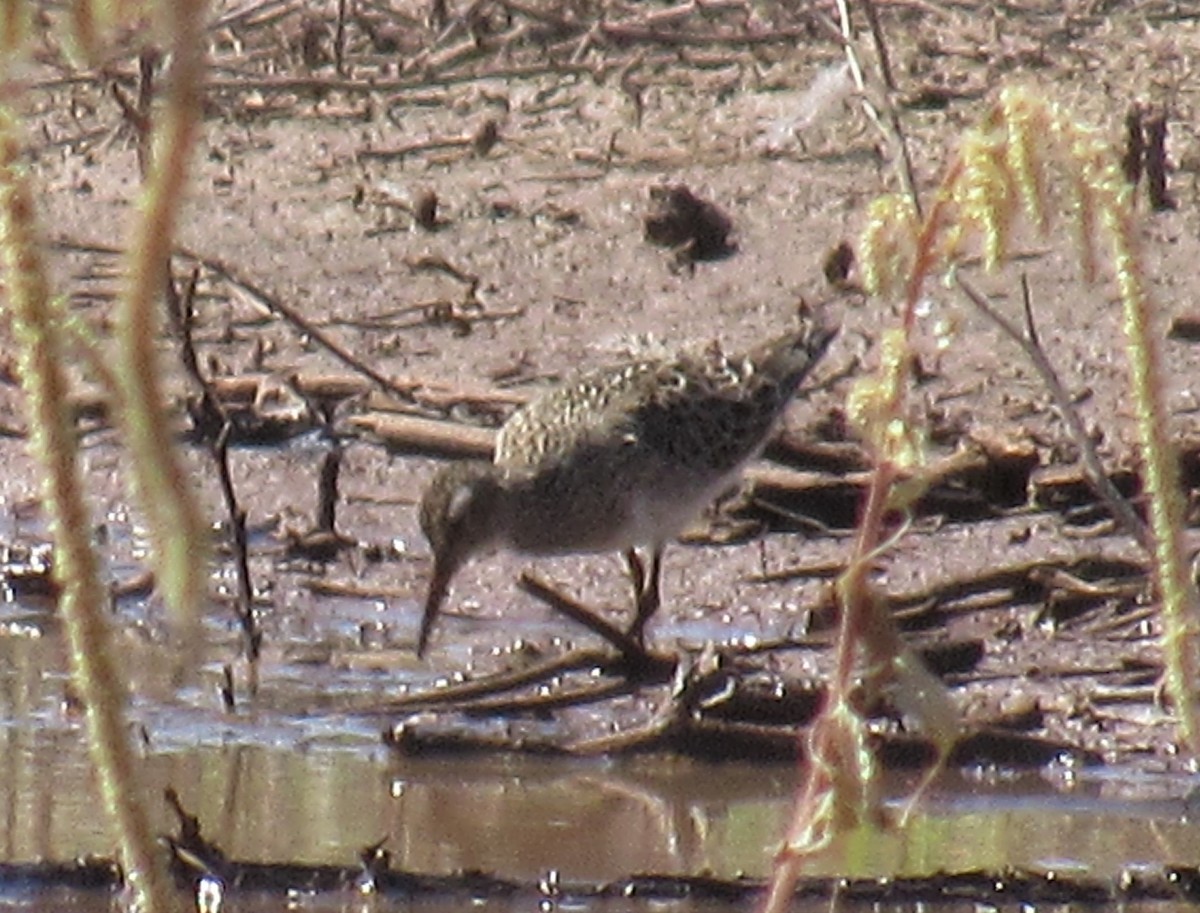 Pectoral Sandpiper - ML366695101