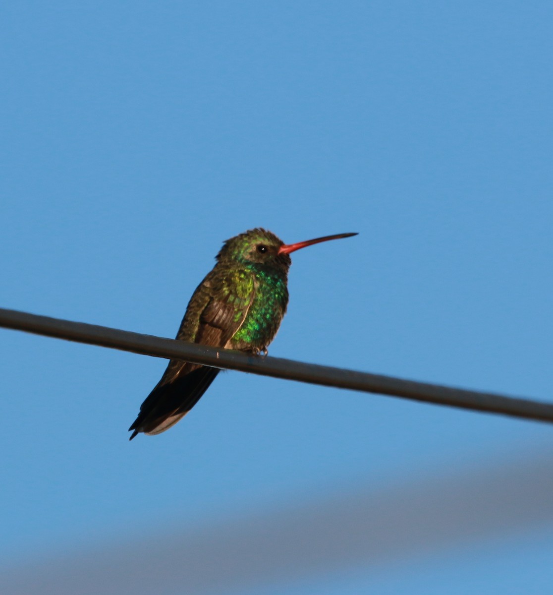 Broad-billed Hummingbird - ML36669511