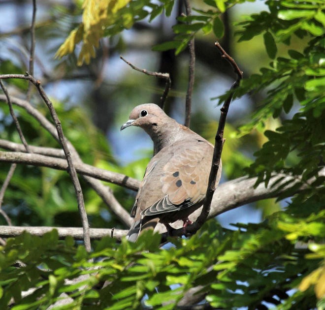 Eared Dove - ML36669531