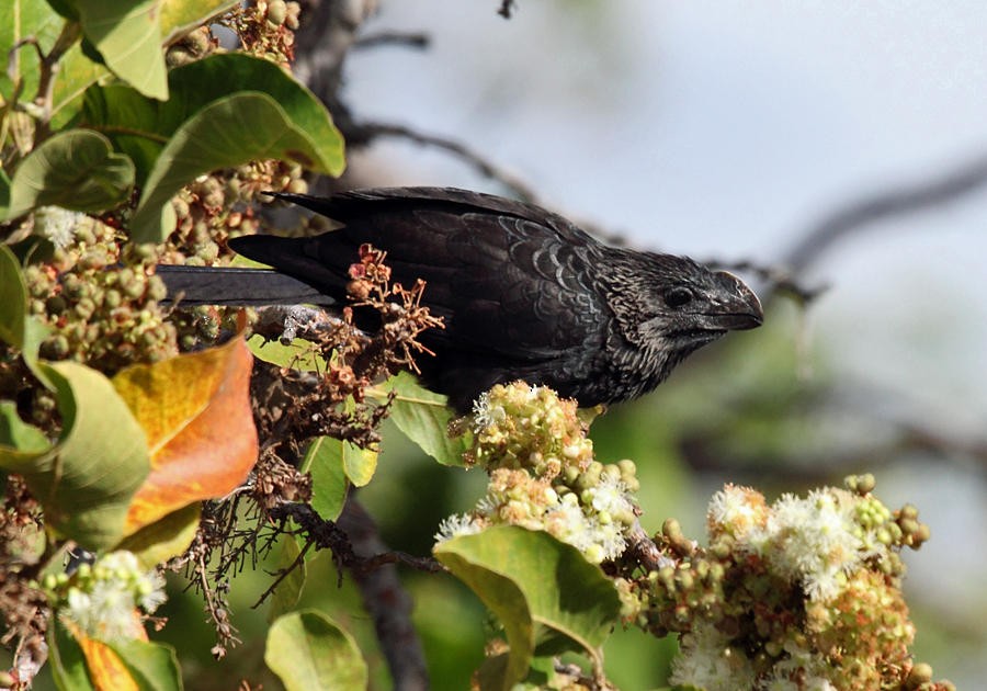 Smooth-billed Ani - ML36669551