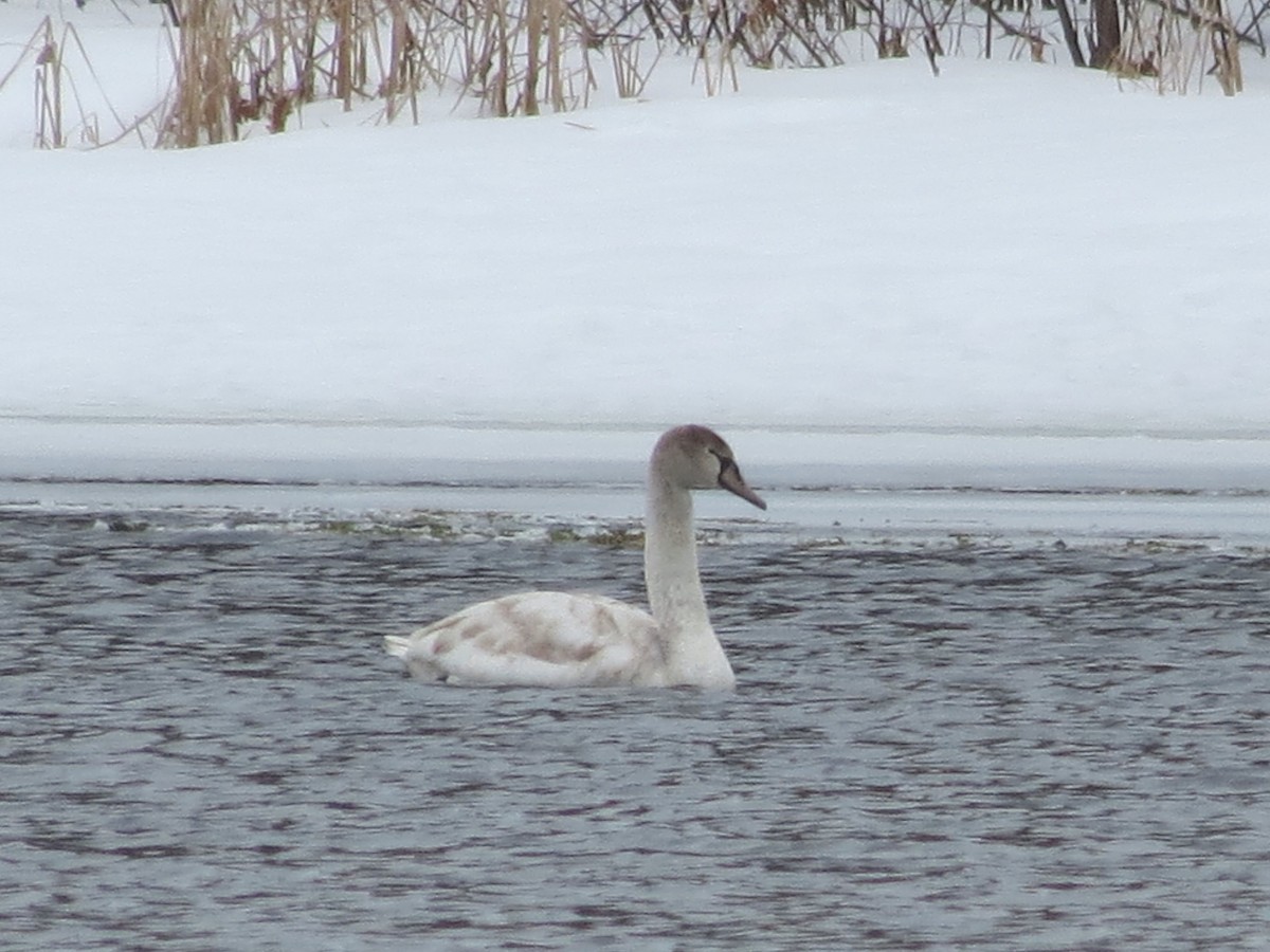 Mute Swan - ML36669571