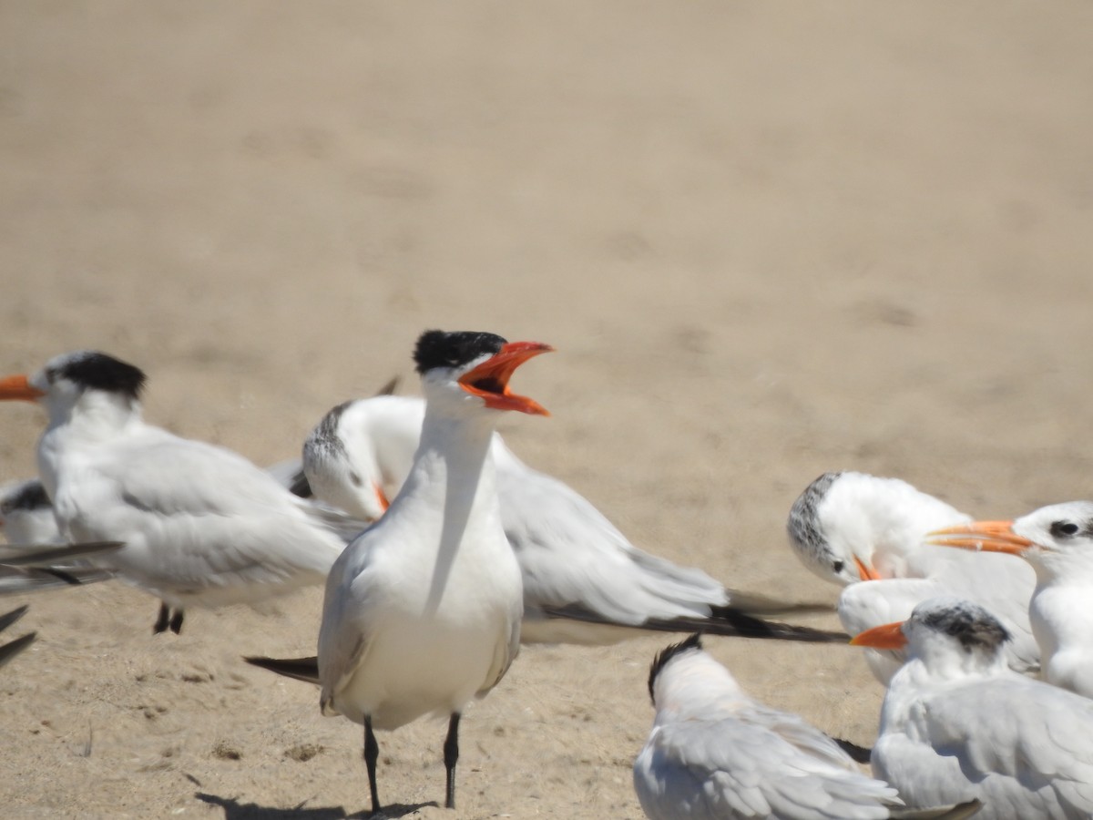 Caspian Tern - ML366696201