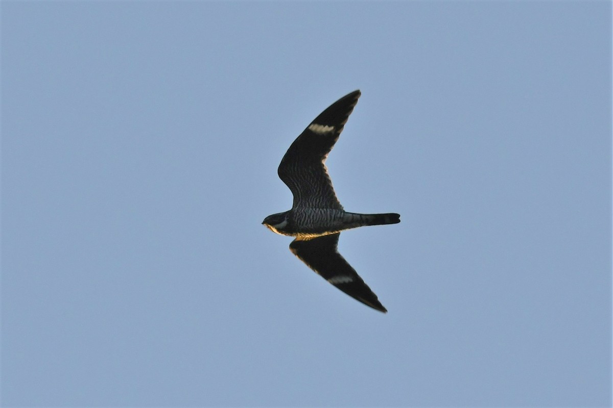 Common Nighthawk - Ted Bradford