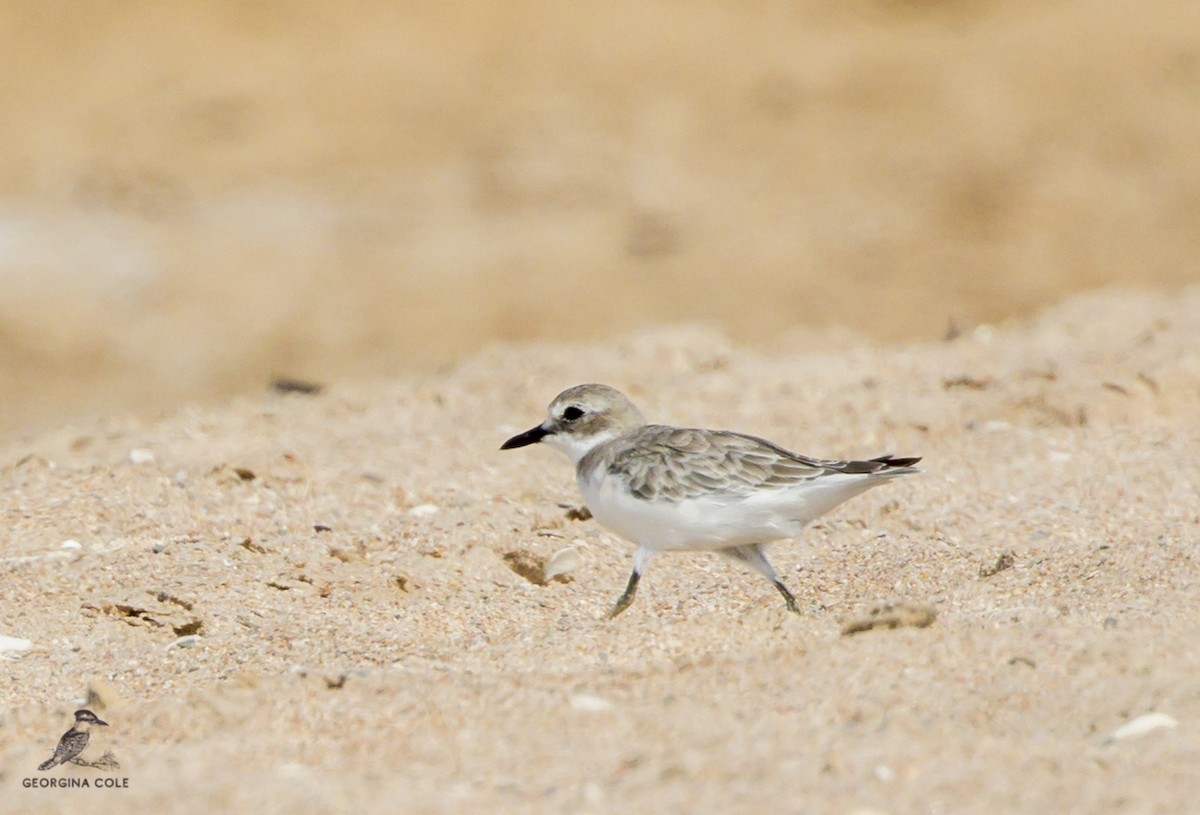 Greater Sand-Plover - ML366698791