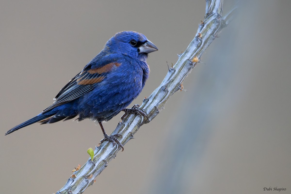 Blue Grosbeak - ML366701741