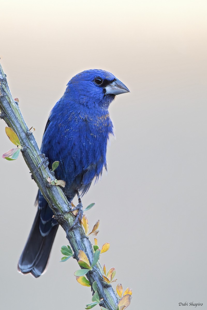 Blue Grosbeak - ML366701751