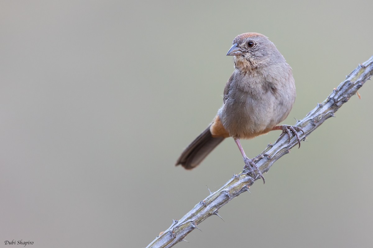 Canyon Towhee - ML366701801