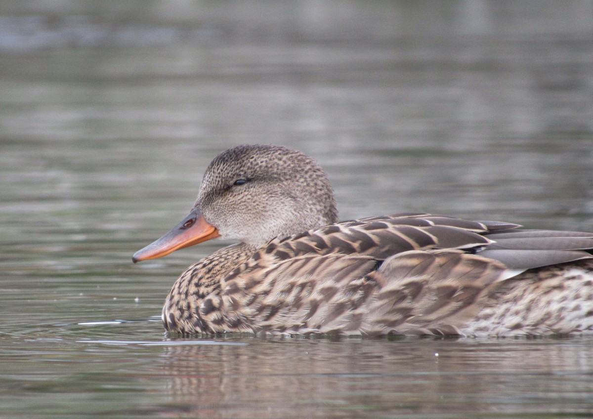 Gadwall - Denis S