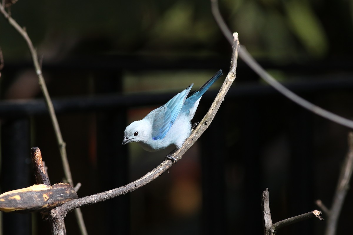 Blue-gray Tanager - ML366706211