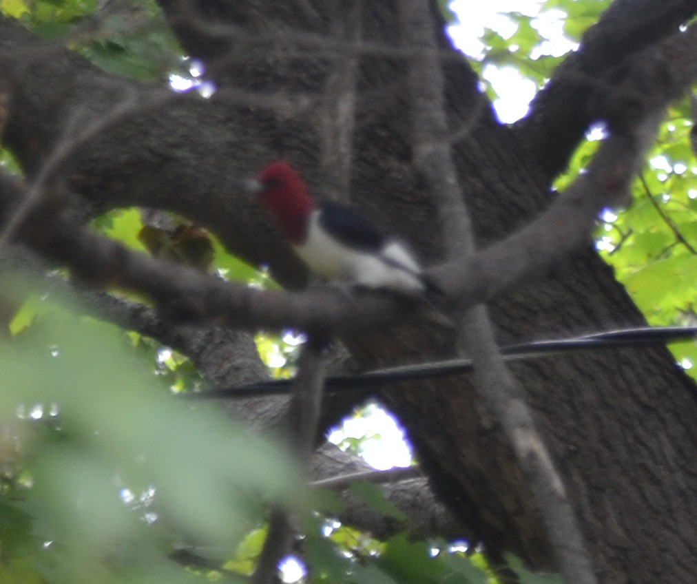 Red-headed Woodpecker - ML366706301