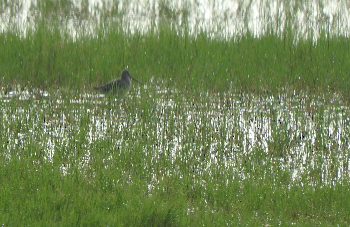 Long-billed Dowitcher - Anuar López